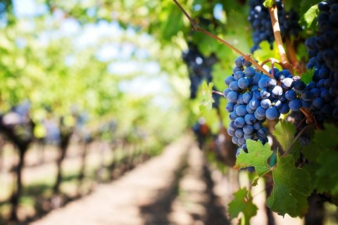 Colonia Italiana en San Rafael: los pioneros de la industria vitivinícola