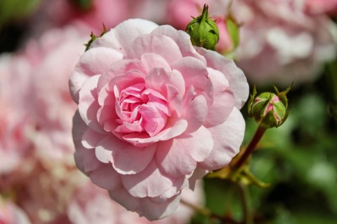El Rosedal, un lugar repleto de aromas y colores primaverales