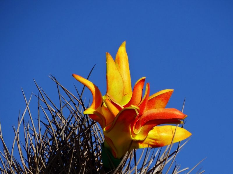 Consejos - Flor De Cactus