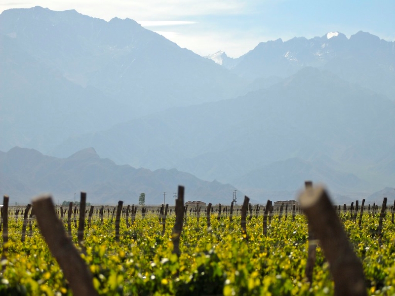 Vino y bicicleta - Hoy Valle de Uco es reconocido mundialmente por los buenos vinos que produce su suelo