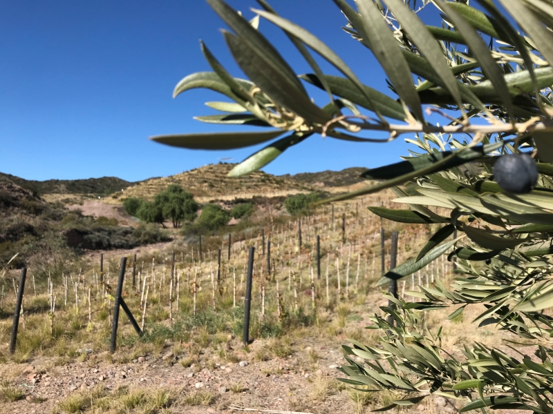 Madera Plástica Mendoza - Esta pequeña empresa comenzó realizando postes reciclados para los viñedos