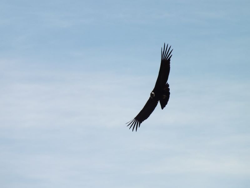 Tupungato Condor