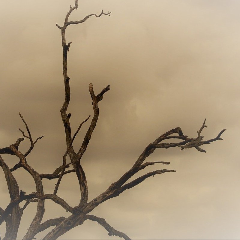 Zonda - árbol Muerto