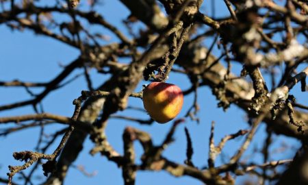 Manzano Histórico - Árbol De Manzanas