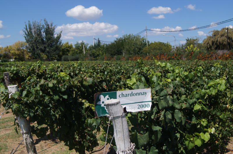 Chardonnay - Viñedo En Mendoza