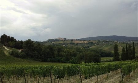 Sangiovese - Viñedo Toscano